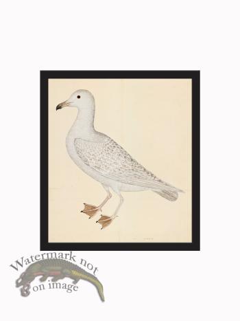 Rudbeck CFA_BF 25 WHITE GULL